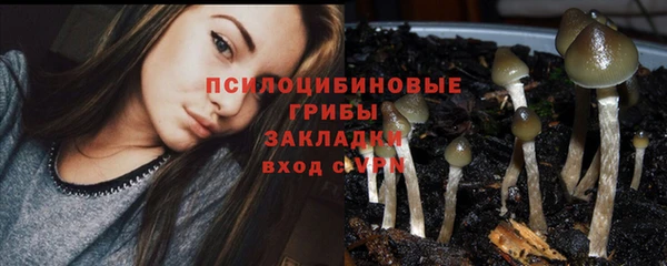 индика Каменногорск